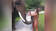 1. Слон сорвал бикини с Франсии Джеймс 