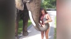 2. Слон сорвал бикини с Франсии Джеймс 